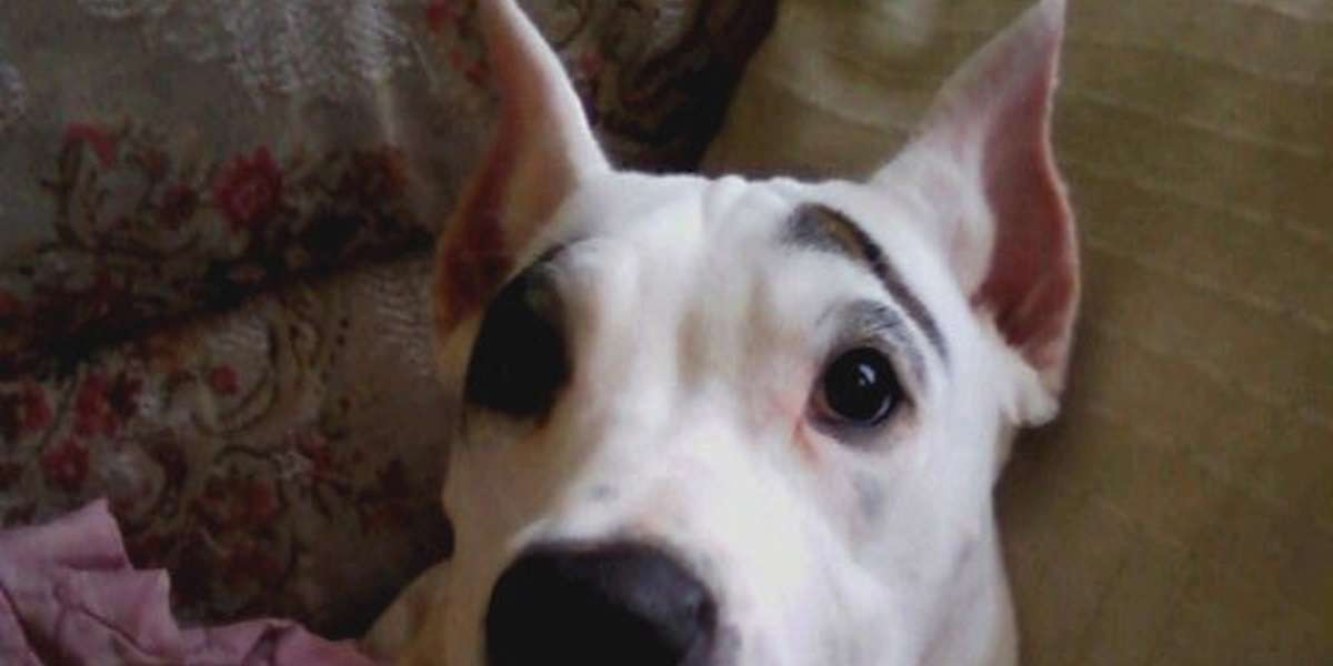 Ear Cropping Was Just Banned In British Columbia. Who's Next? The Dodo