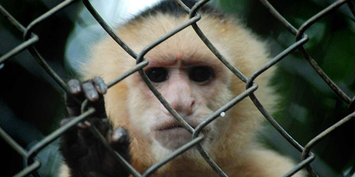 10 Of The Greatest Zoo Animal Escapes The Dodo