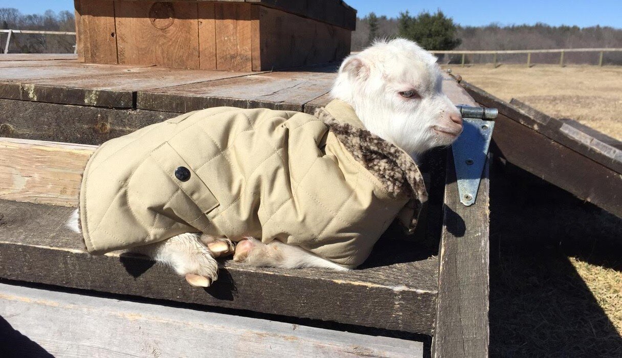 Baby Goat KNOWS He Looks Good In This Coat The Dodo