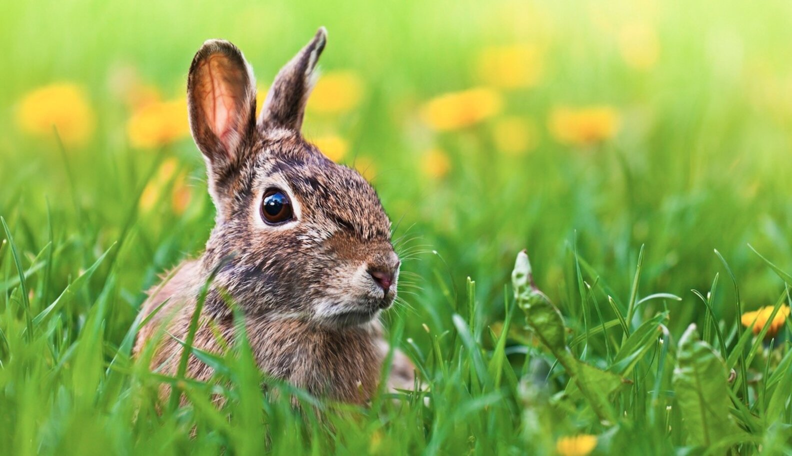 What Does A Bunny Have To Do With Easter? The Dodo