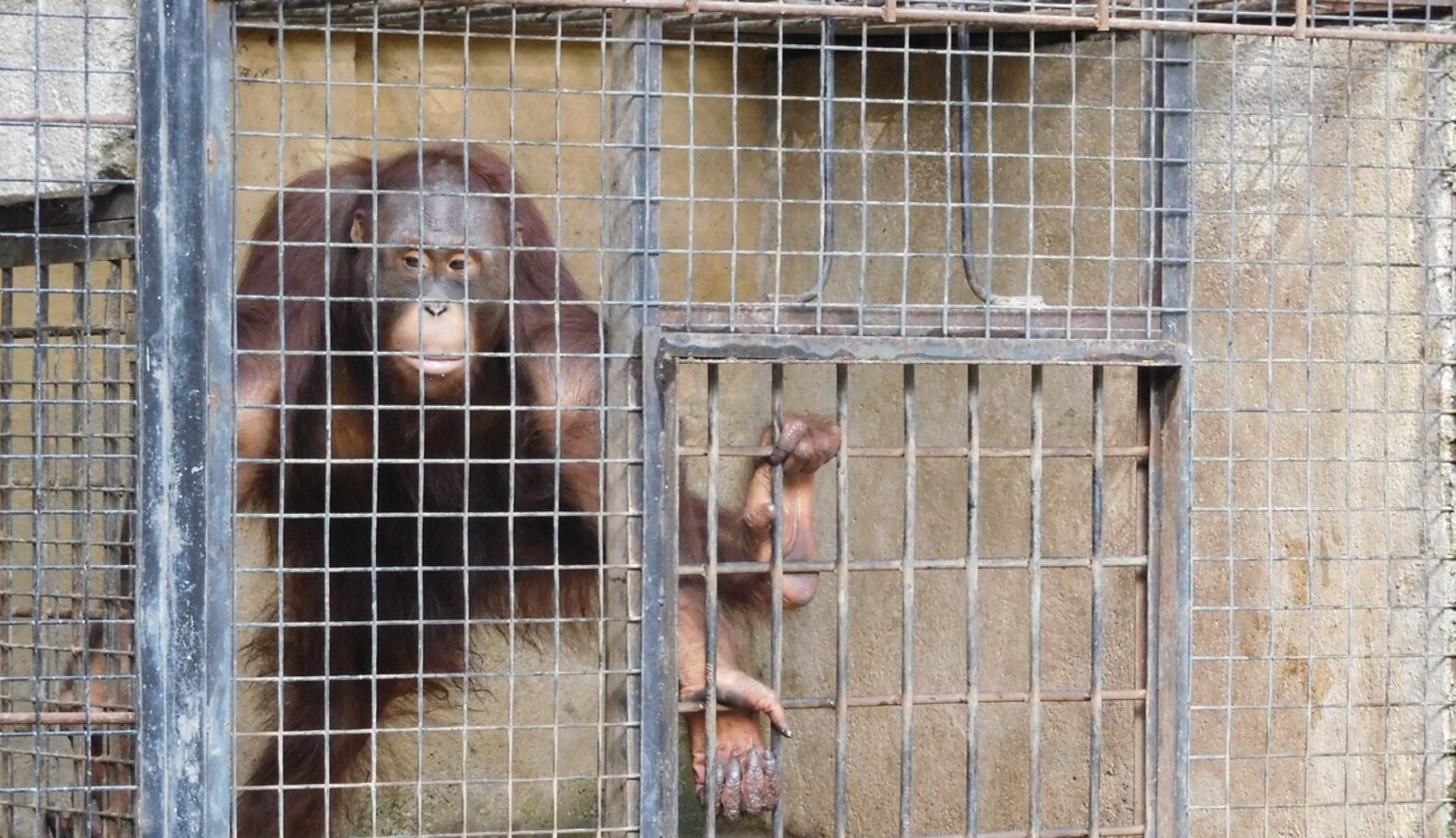 Orangutans 'Will Die' If They Stay In These Cages The Dodo