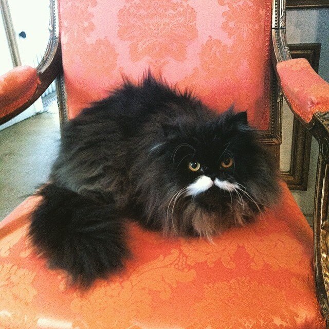 18 Regal Cats Who Would Win The Game Of Thrones The Dodo