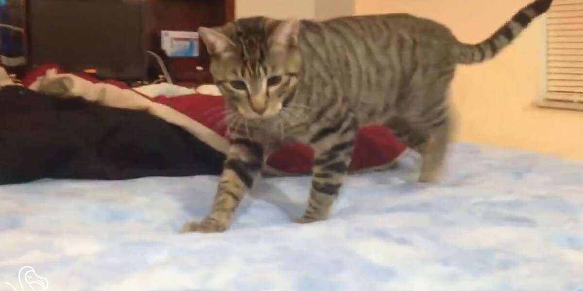 WATCH Cats On Waterbeds The Dodo