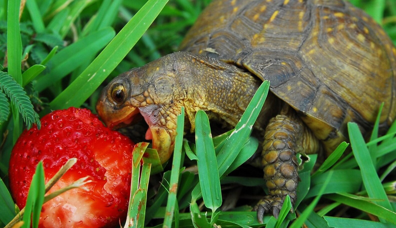 Happy World Turtle Day! Here Are Some Photos Of Turtles Eating