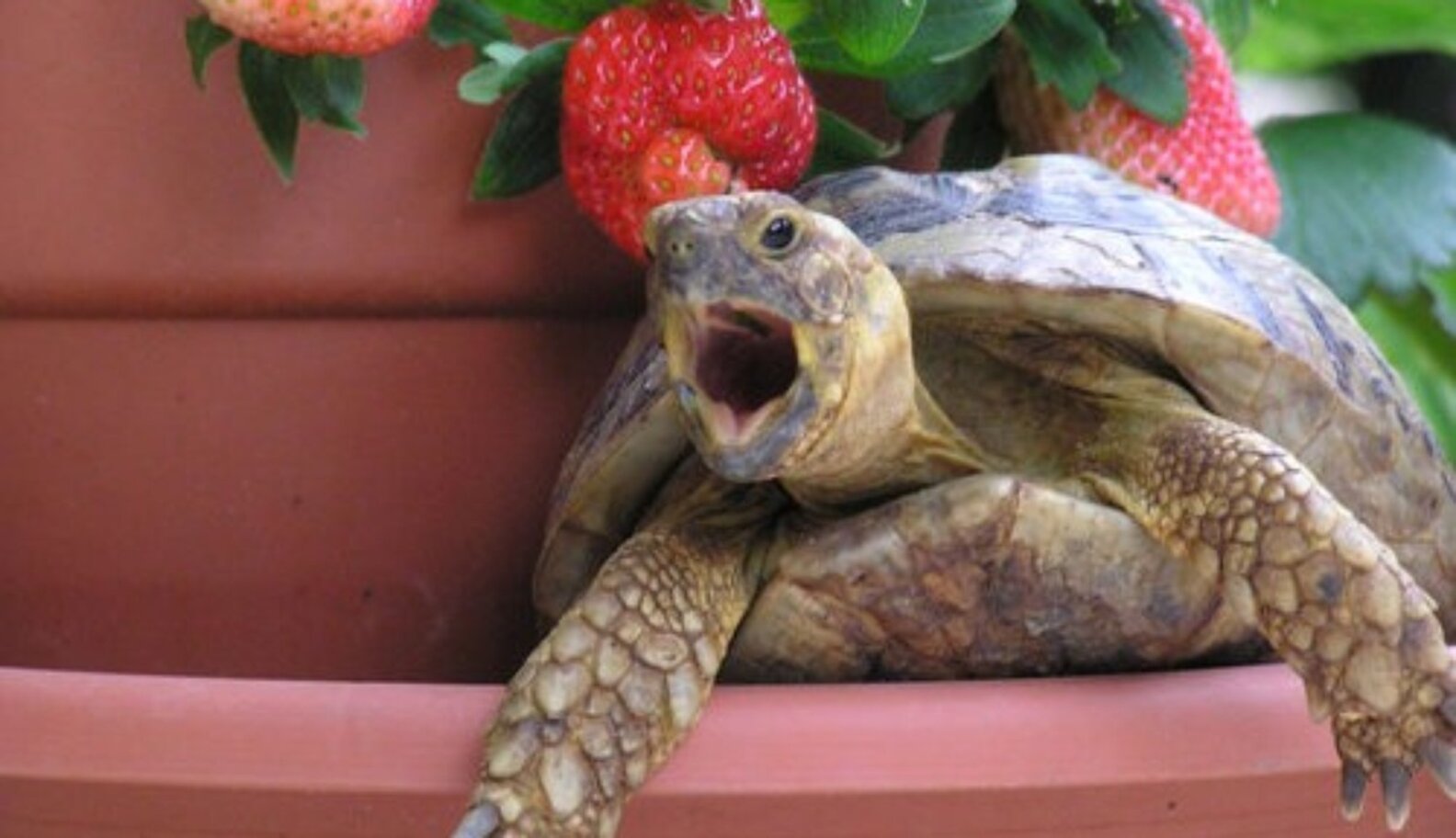 Happy World Turtle Day! Here Are Some Photos Of Turtles Eating