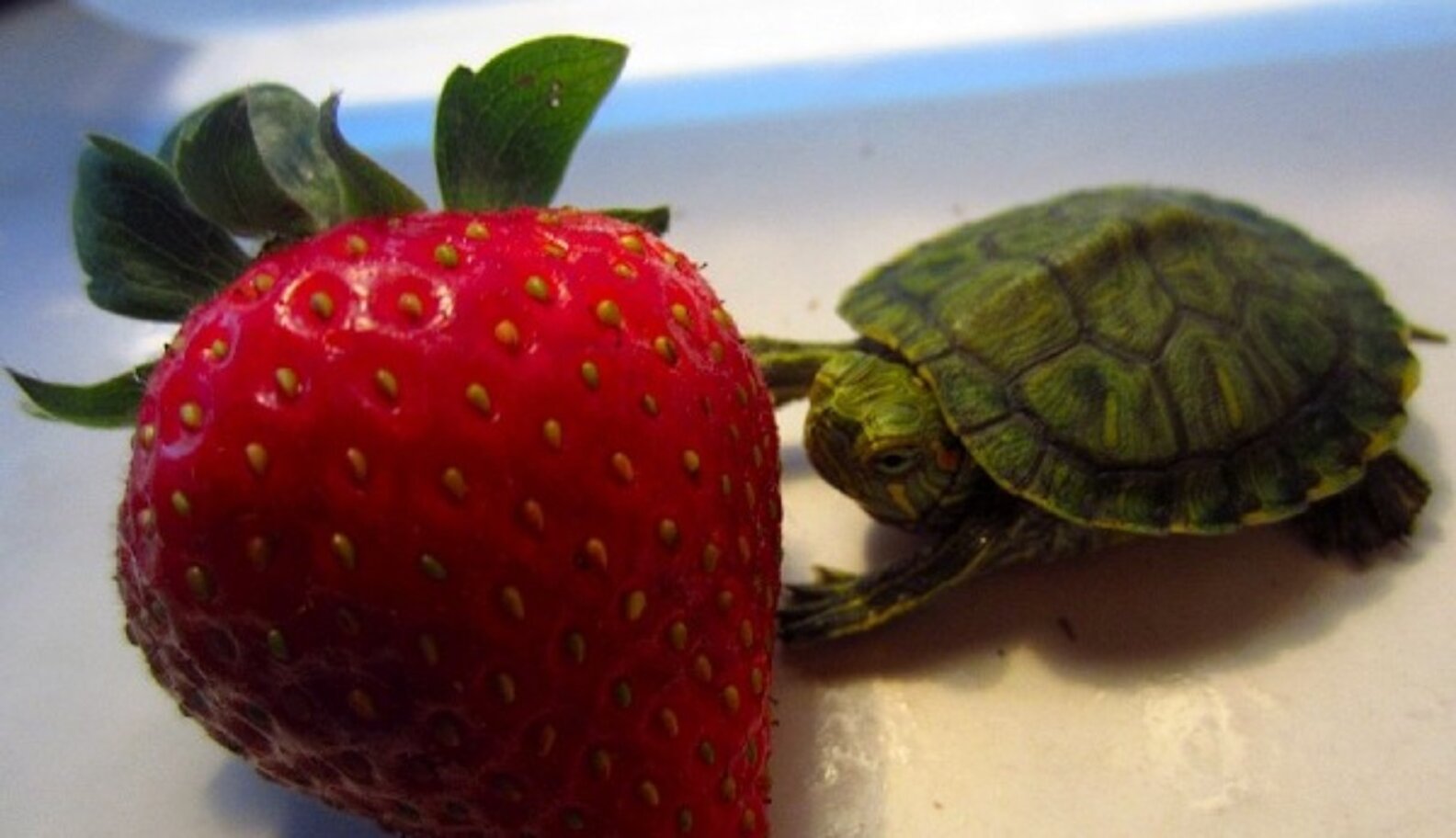 Happy World Turtle Day! Here Are Some Photos Of Turtles Eating