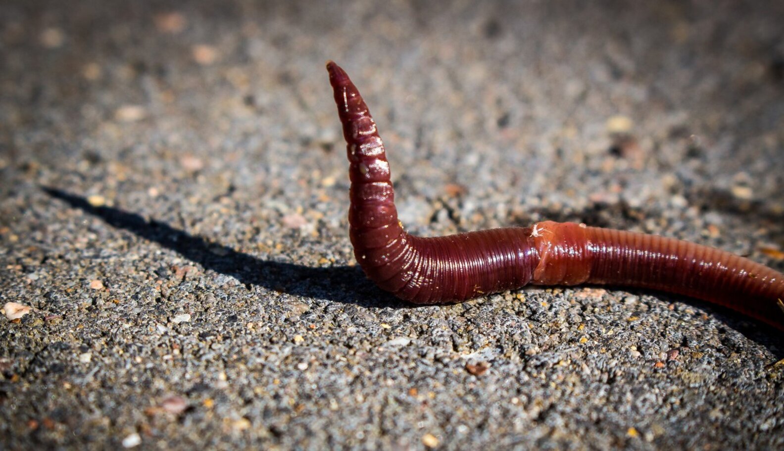Worms Sniff Out Cancer In Urine Better Than Blood Tests The Dodo