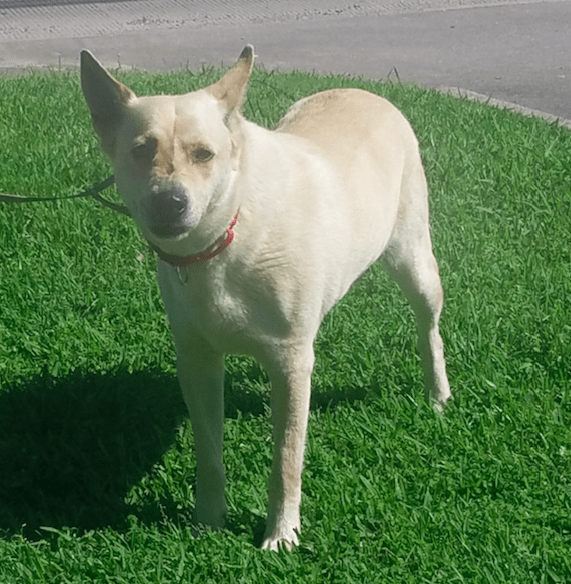 Dog Dragged By Rope Into Shelter Will Never Be Scared Again The Dodo