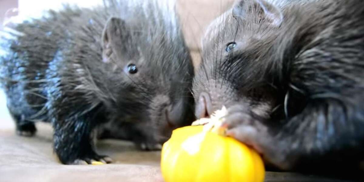 Porcupines Munching On A Pumpkin Might Be The Sweetest Thing Ever The