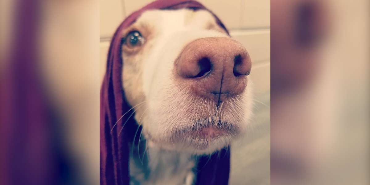 Why Is My Dogs Nose Dripping Wet