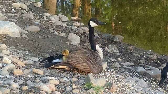 Our Government is Destroying Geese Families The Dodo