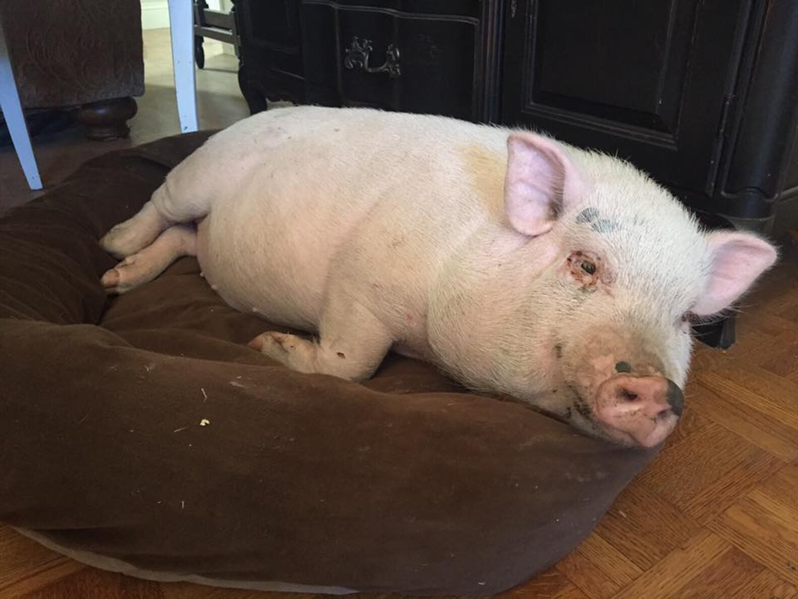Foster Pig Decides He's Never Leaving This House The Dodo