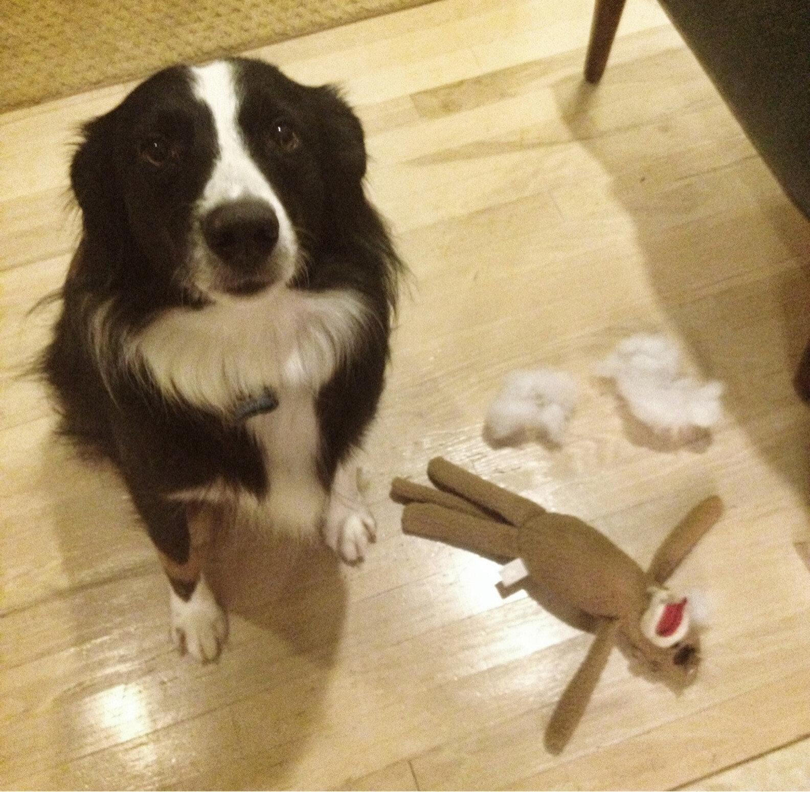14 Dogs Who Didn't MEAN To Destroy Their Stuffed Animals The Dodo
