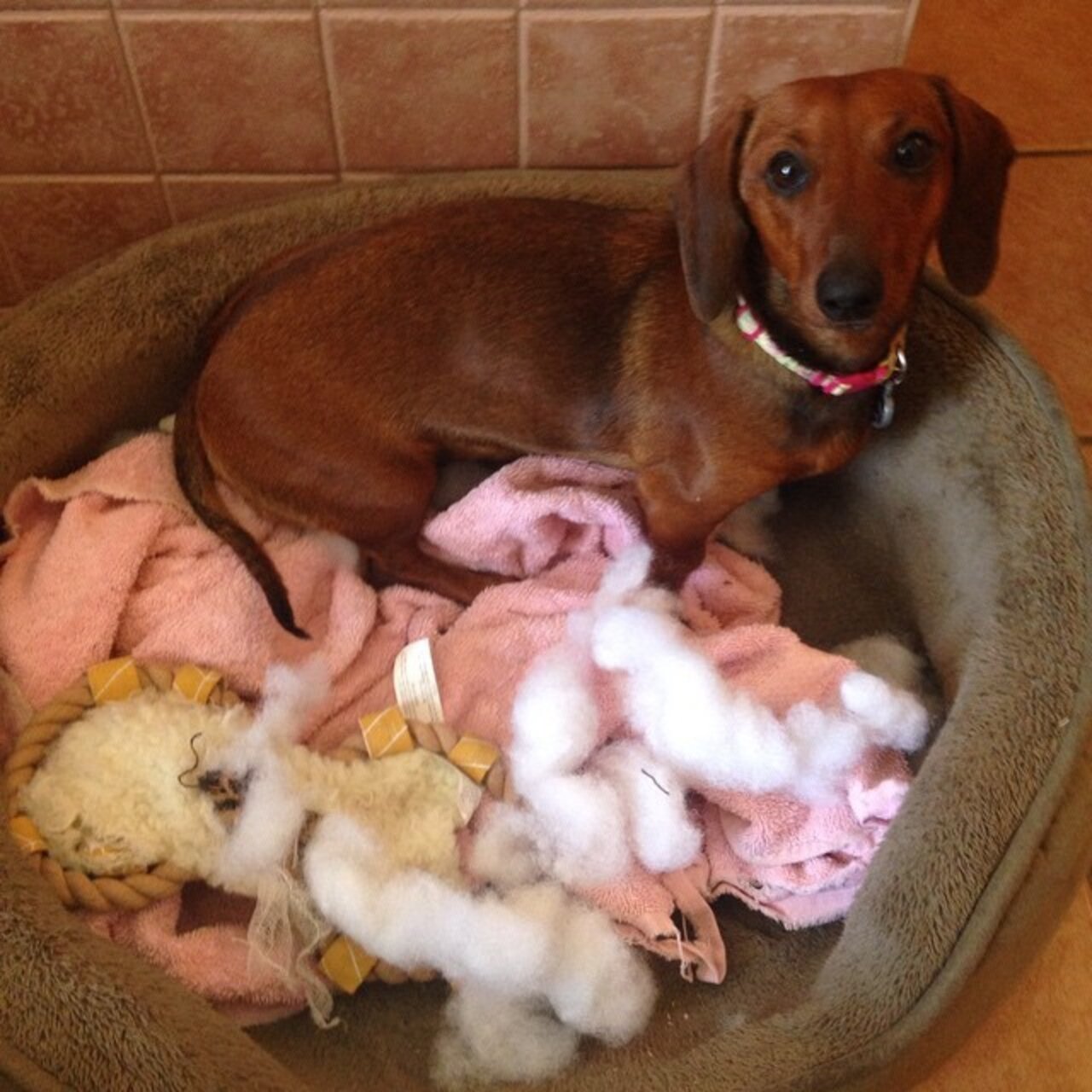 14 Dogs Who Didn't MEAN To Destroy Their Stuffed Animals The Dodo