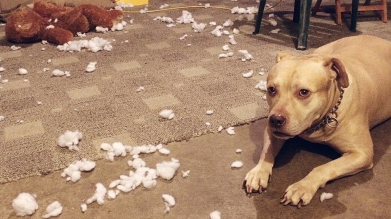 14 Dogs Who Didn't MEAN To Destroy Their Stuffed Animals The Dodo