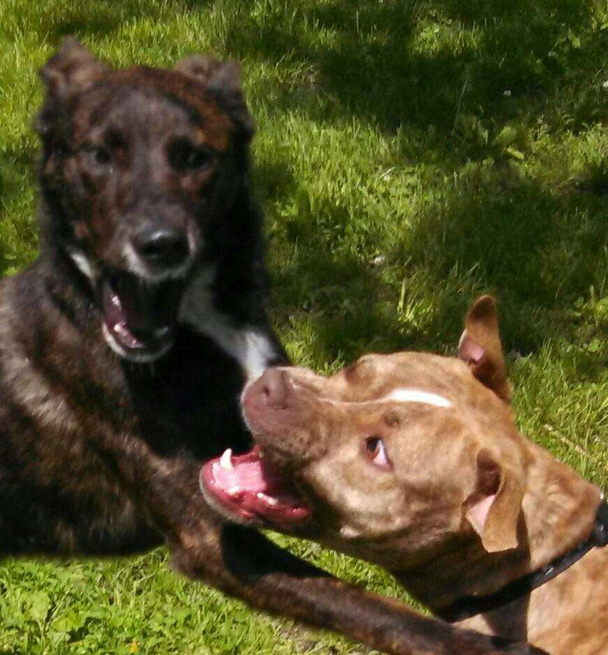 Do Air Horns Scare Dogs