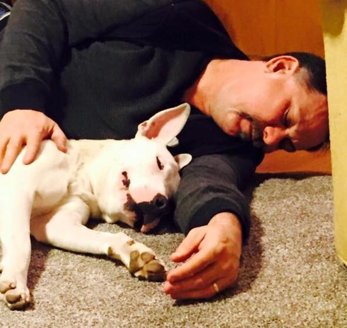 Sweet Dog Escapes Grave After Being Buried Alive, Loves Her New Life