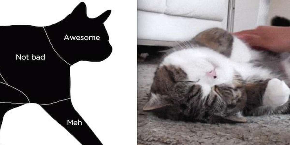 This Is Where Your Cat Wants To Be Pet. End Of Story. The Dodo