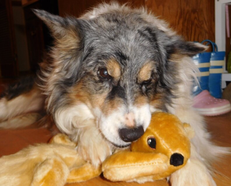 Dog Obsessed With Squirrels Finally Gets One The Dodo