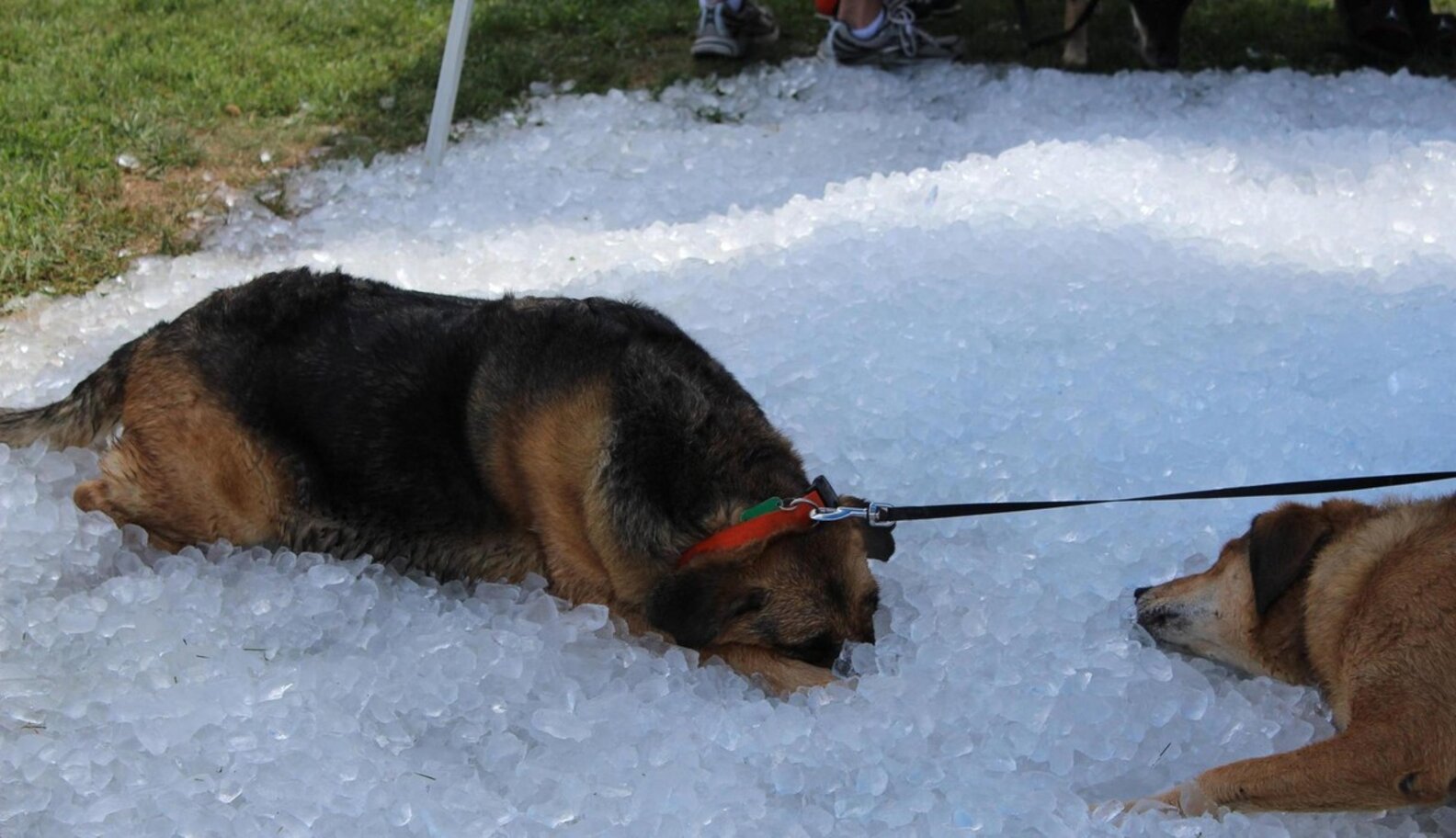 Dogs Who Have No Idea What To Do With These Ice Cubes The Dodo