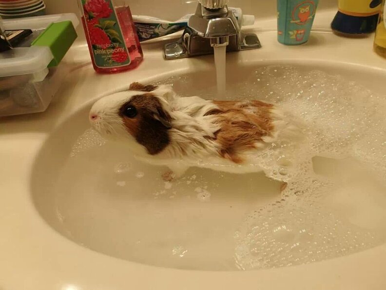14 Squeaky Clean Guinea Pigs Soaking Up A Good Bath The Dodo