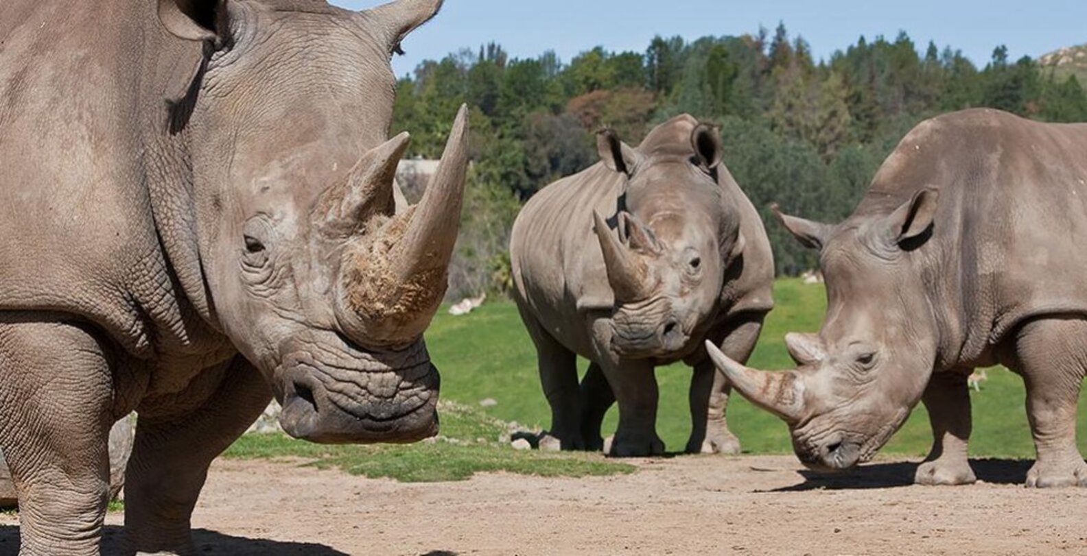 How Many White Rhinos Are Left In The World 2024 Eva Lorine