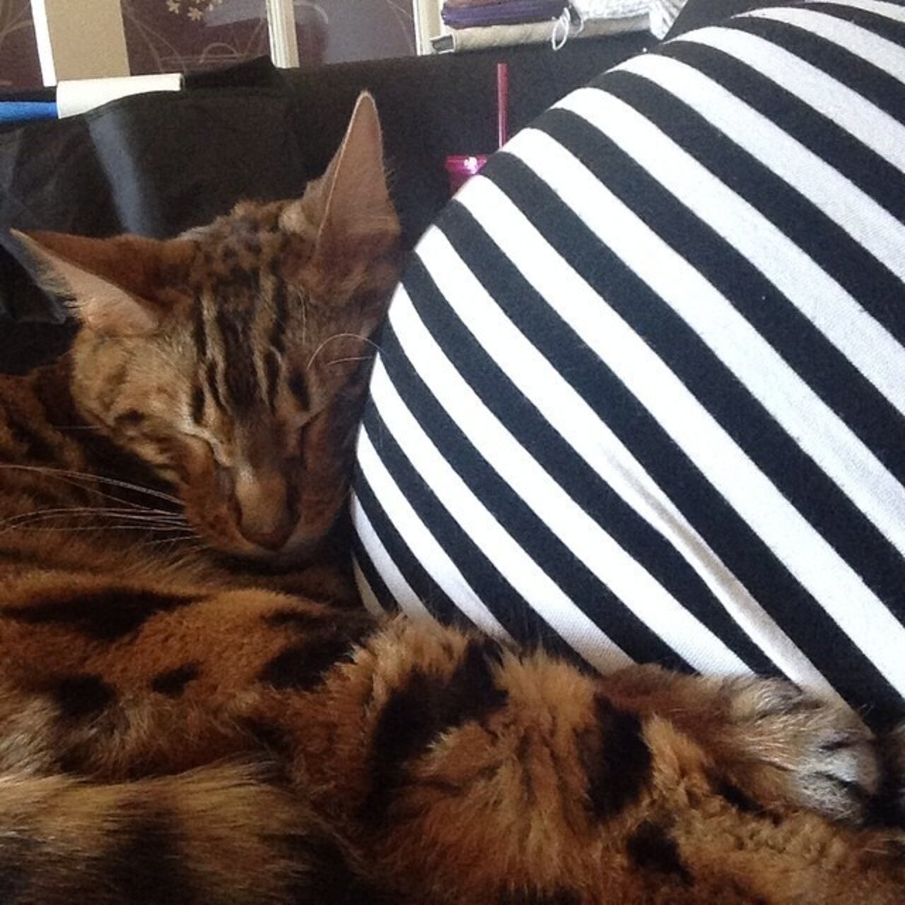 10 Cats Who Can't Help But Snuggle Baby Bumps The Dodo