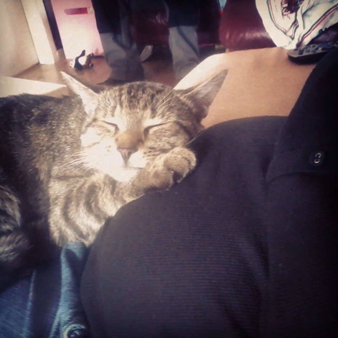 10 Cats Who Can't Help But Snuggle Baby Bumps The Dodo