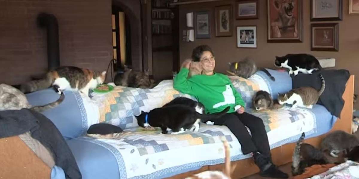Woman With 1,100 Cats Is The Ultimate Cat Lady The Dodo