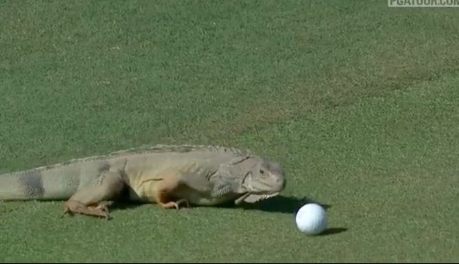 Iguana Interrupts PGA Tournament By Playing With Golfer’s Ball The Dodo