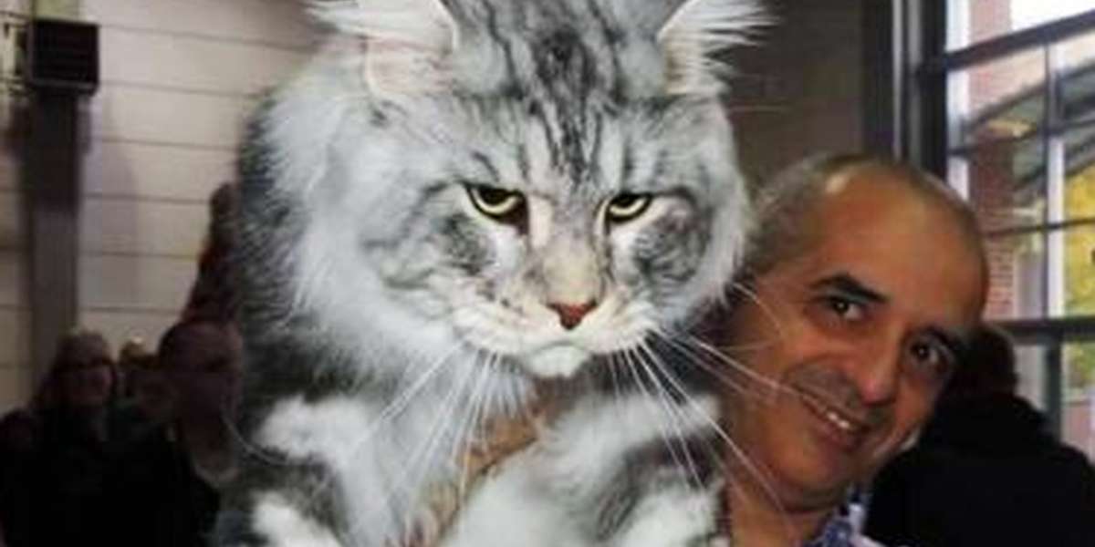 17 Massive Cats (Who Make Their Humans Seem SO Small) The Dodo