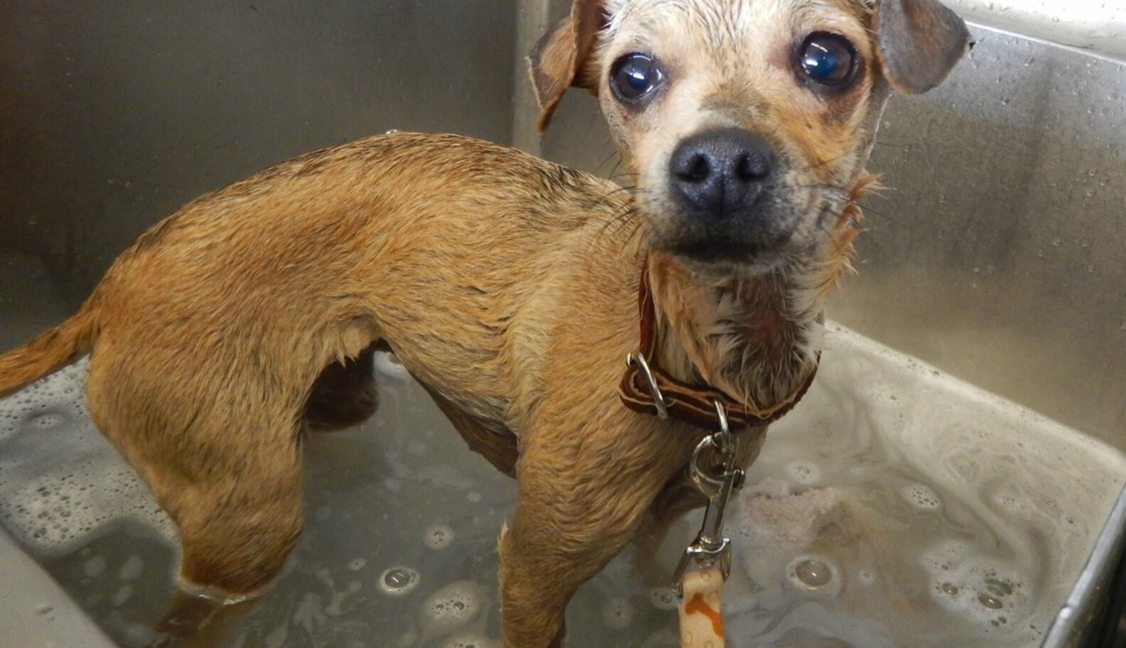 Lonely Dog Living Inside Tree Trunk Learns It's Safe To Trust Again