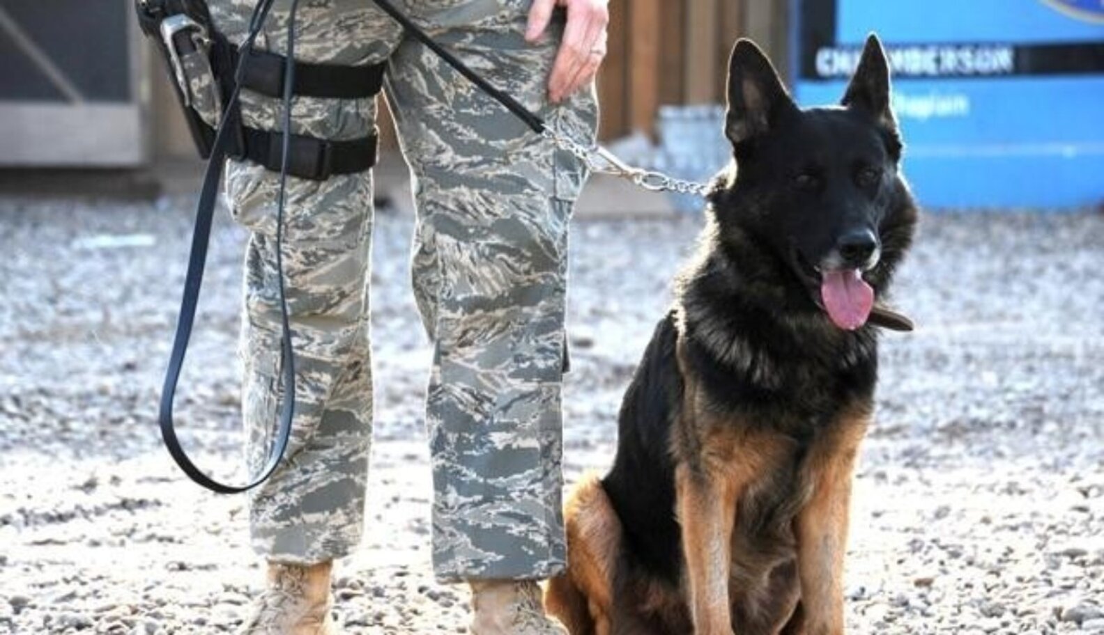 Retired Military Dog Adopted By Air Force Handler The Dodo