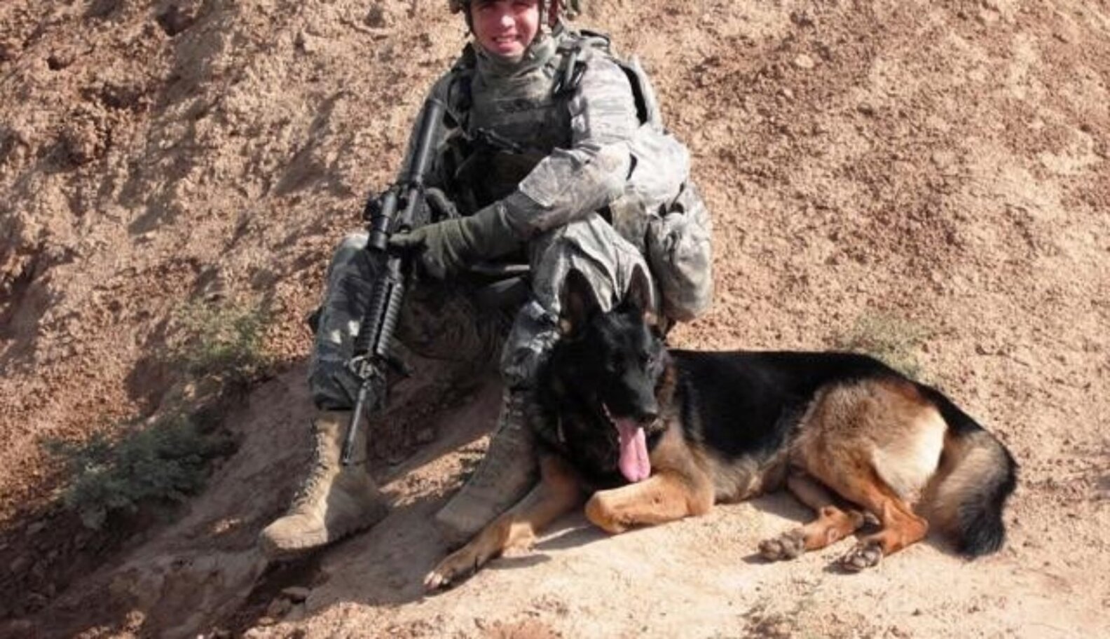 Retired Military Dog Adopted By Air Force Handler The Dodo