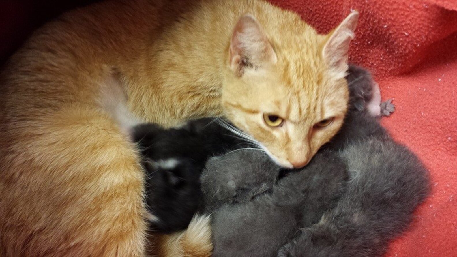 Orphaned Kittens Meet Their New Surrogate Mom The Dodo