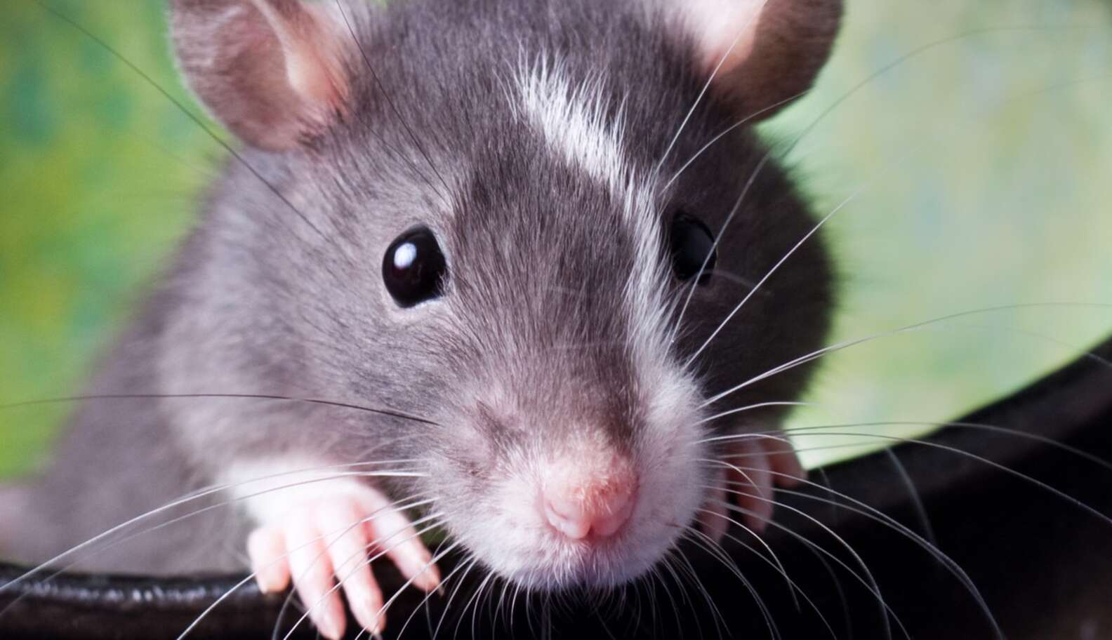 Rats Pick Saving Friends Over Chocolate The Dodo