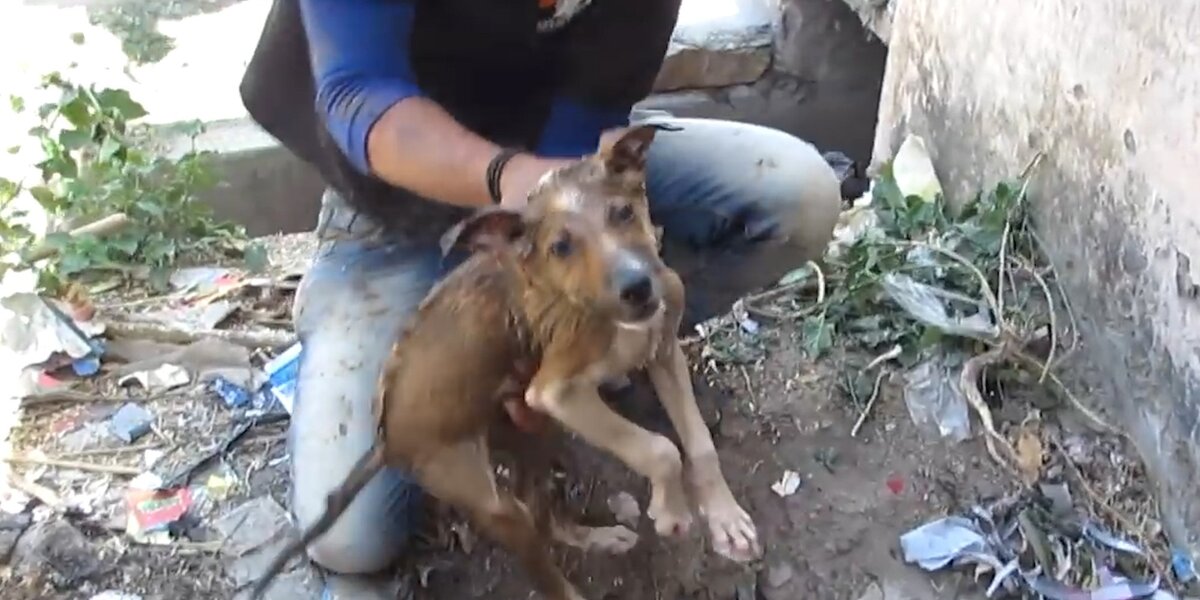 Dog Who Was Drowning Gets The Help He Needs Just In Time Videos The