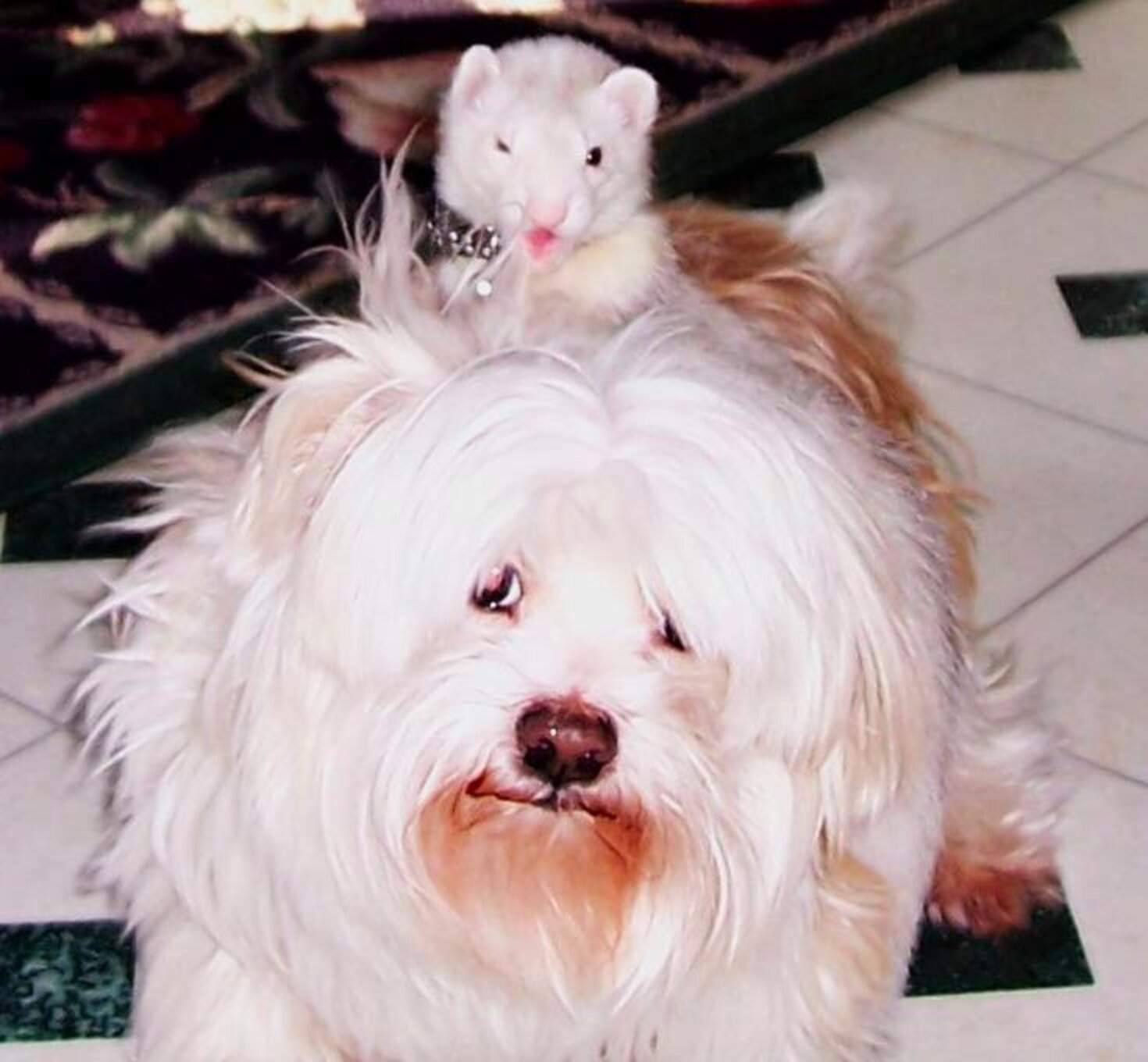 21 Dogs Who Are Best Friends With The Ferret The Dodo