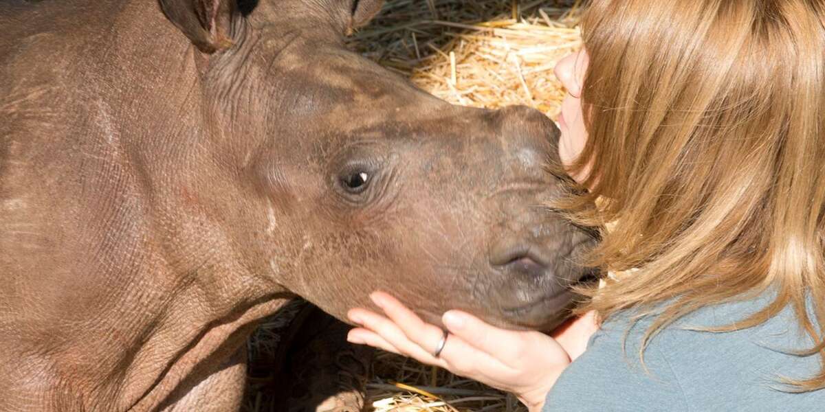 Baby Rhinos Were Murdered Because People Wanted Their Horns The Dodo