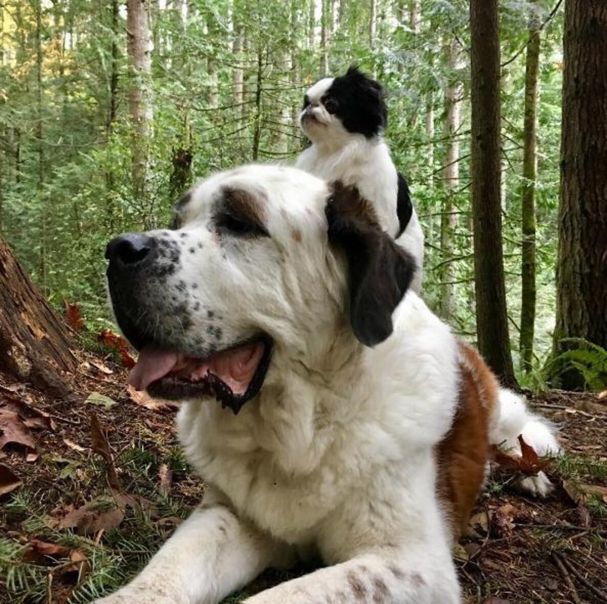 Big Dog Carries Little Dog Everywhere They Go The Dodo