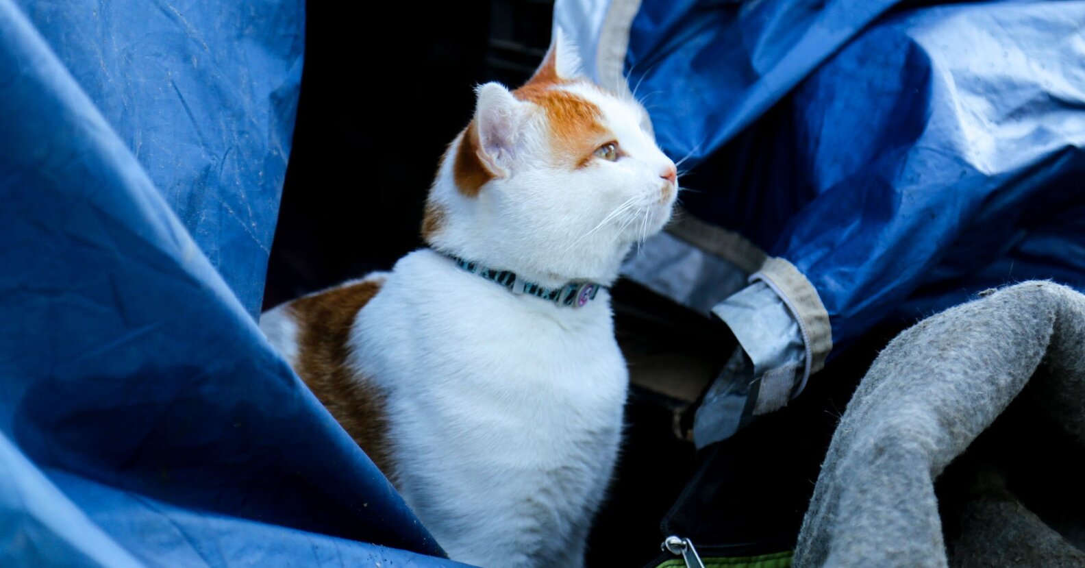 This Family Lost Everything — But Refused To Leave Their Cat Behind
