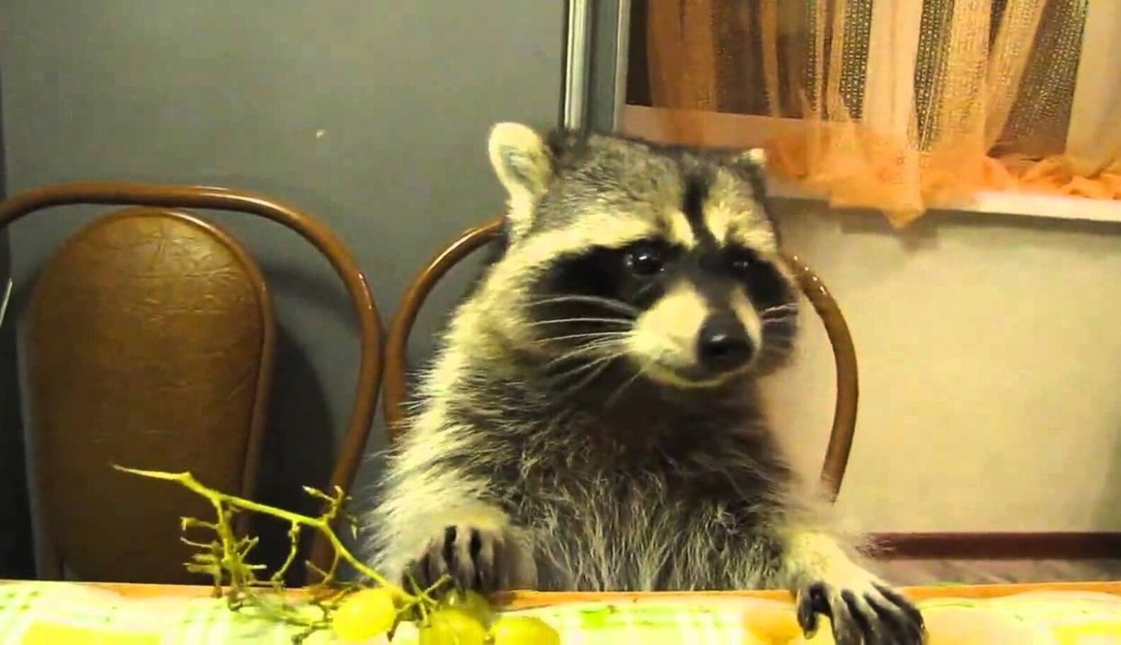 5 Unusual Animals to Have as Pets The Dodo