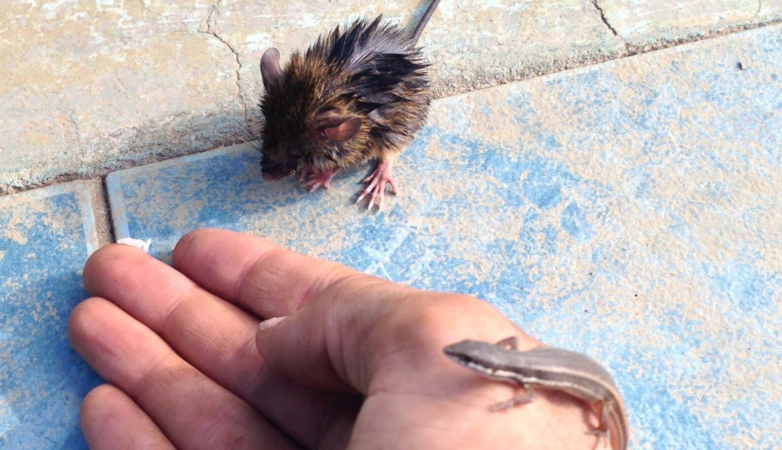 Man Saves Lizard And Mouse From Drowning And Makes Two New Friends