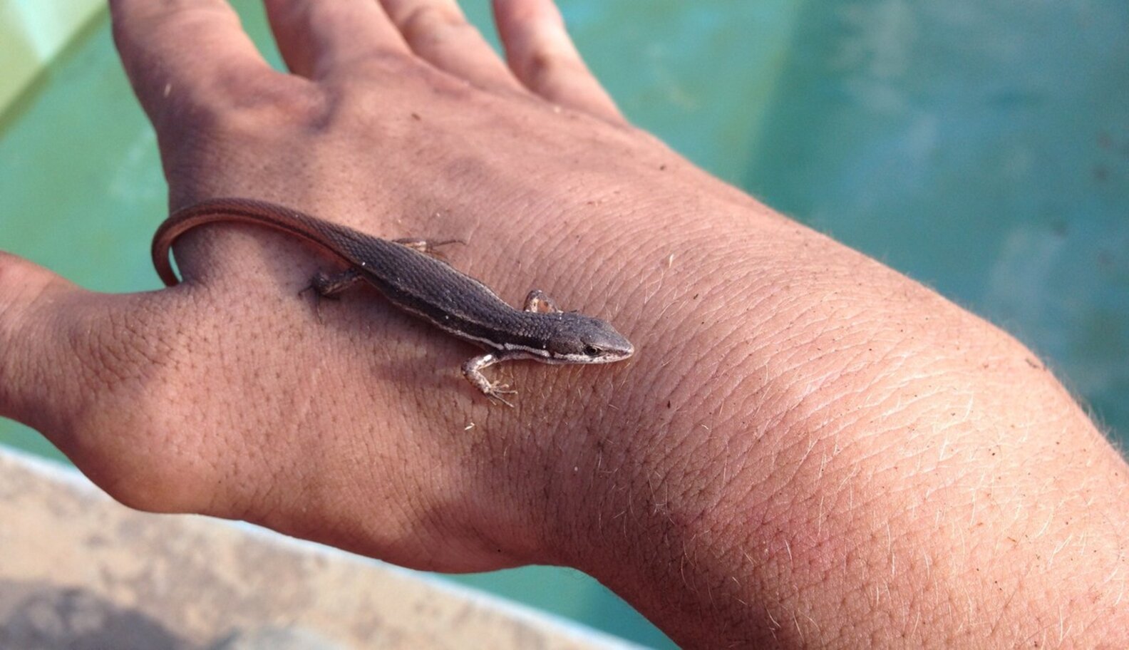 Man Saves Lizard And Mouse From Drowning And Makes Two New Friends