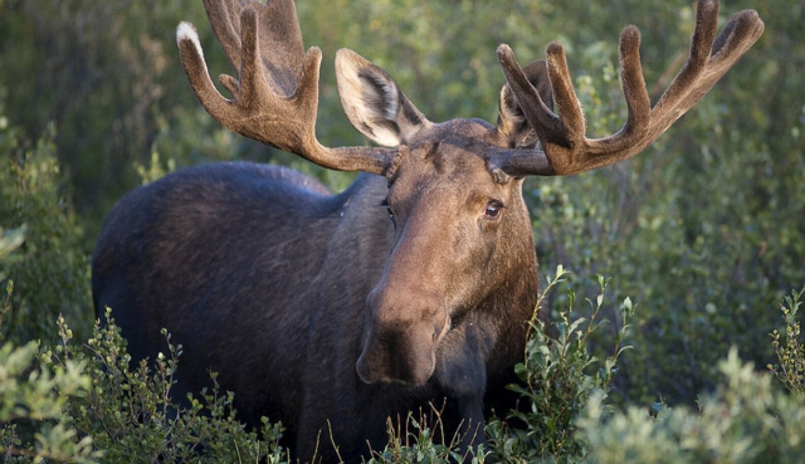 Disturbing Moose Trophy Hunt Called 'Immoral' By Horrified Bystanders