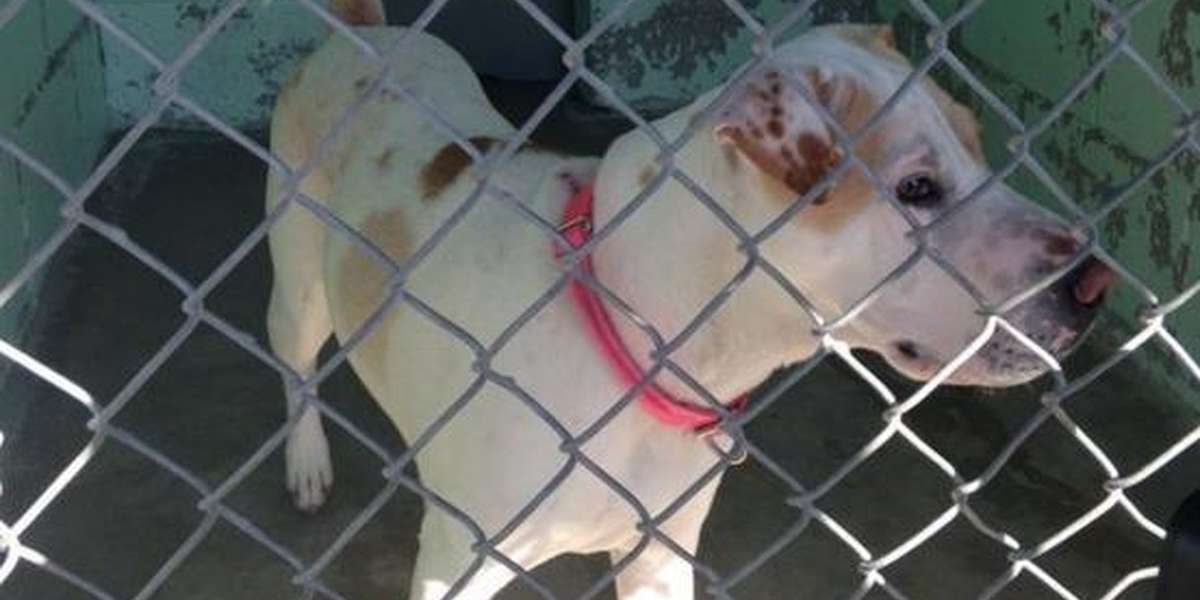 Time Running Out For Shelter Dog Who Saved Family From Fire [UPDATE