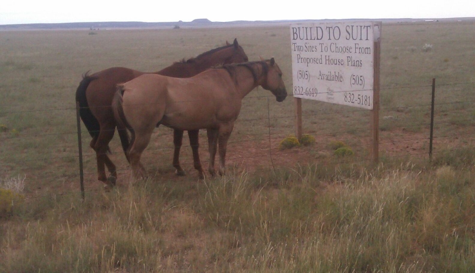 18 Horses You Can't Believe Are Even Real The Dodo