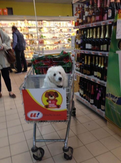 Can You Bring A Dog Into A Grocery Store