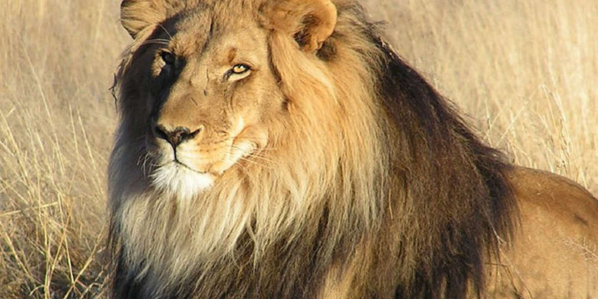 The World's Greatest Apex Predators The Dodo