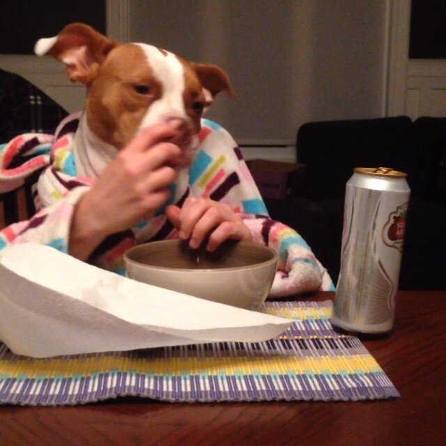 11 Dogs Eating With Human Hands. Yup. The Dodo